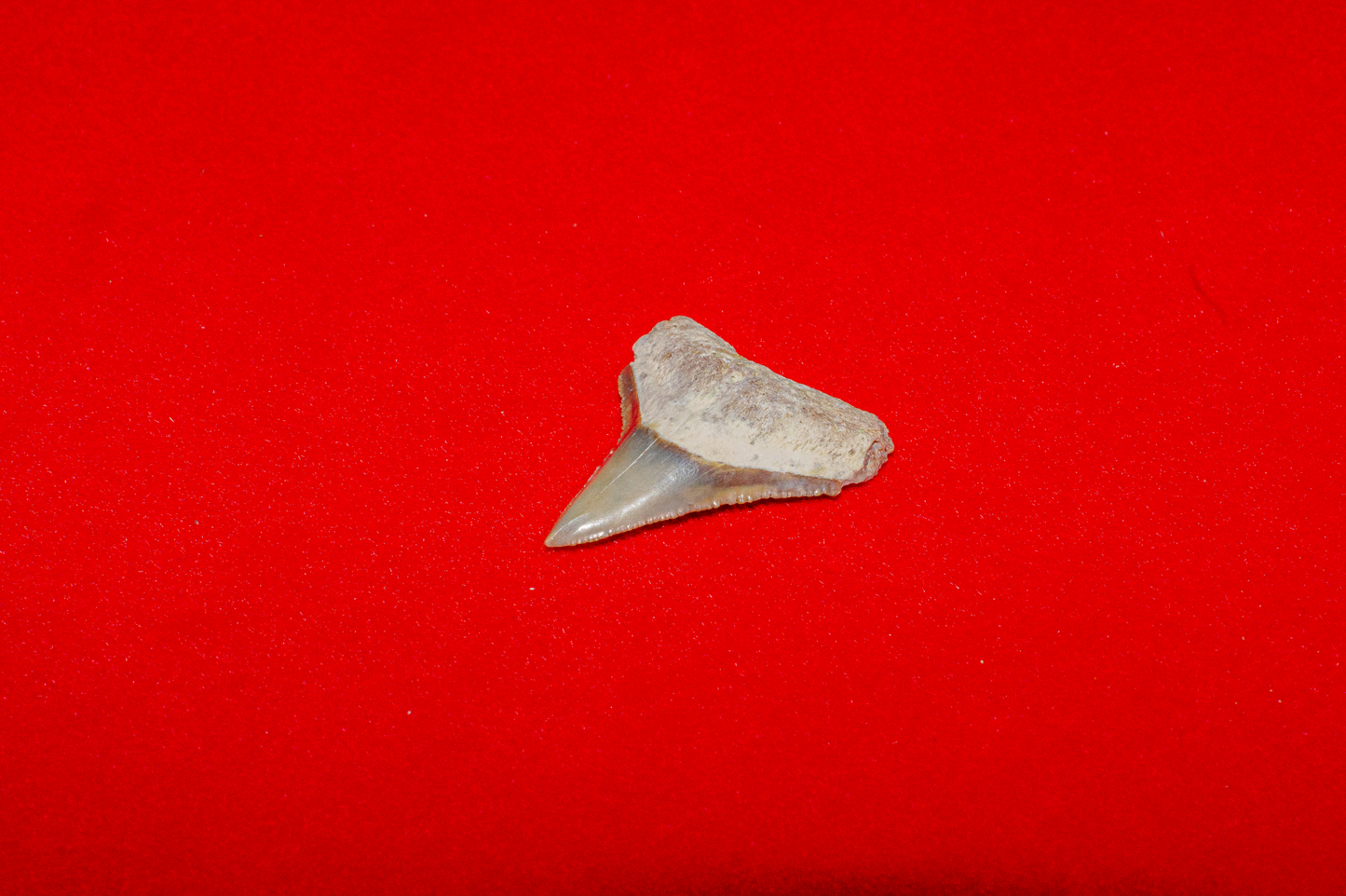 Bone Valley Florida Bull Shark - 0.8 Inches