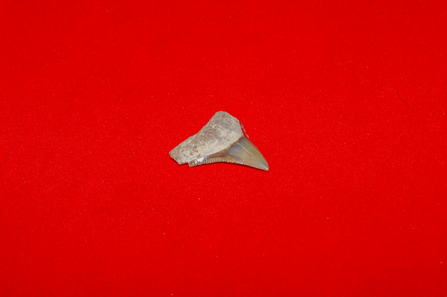 Bone Valley Florida Bull Shark - 0.8 Inches