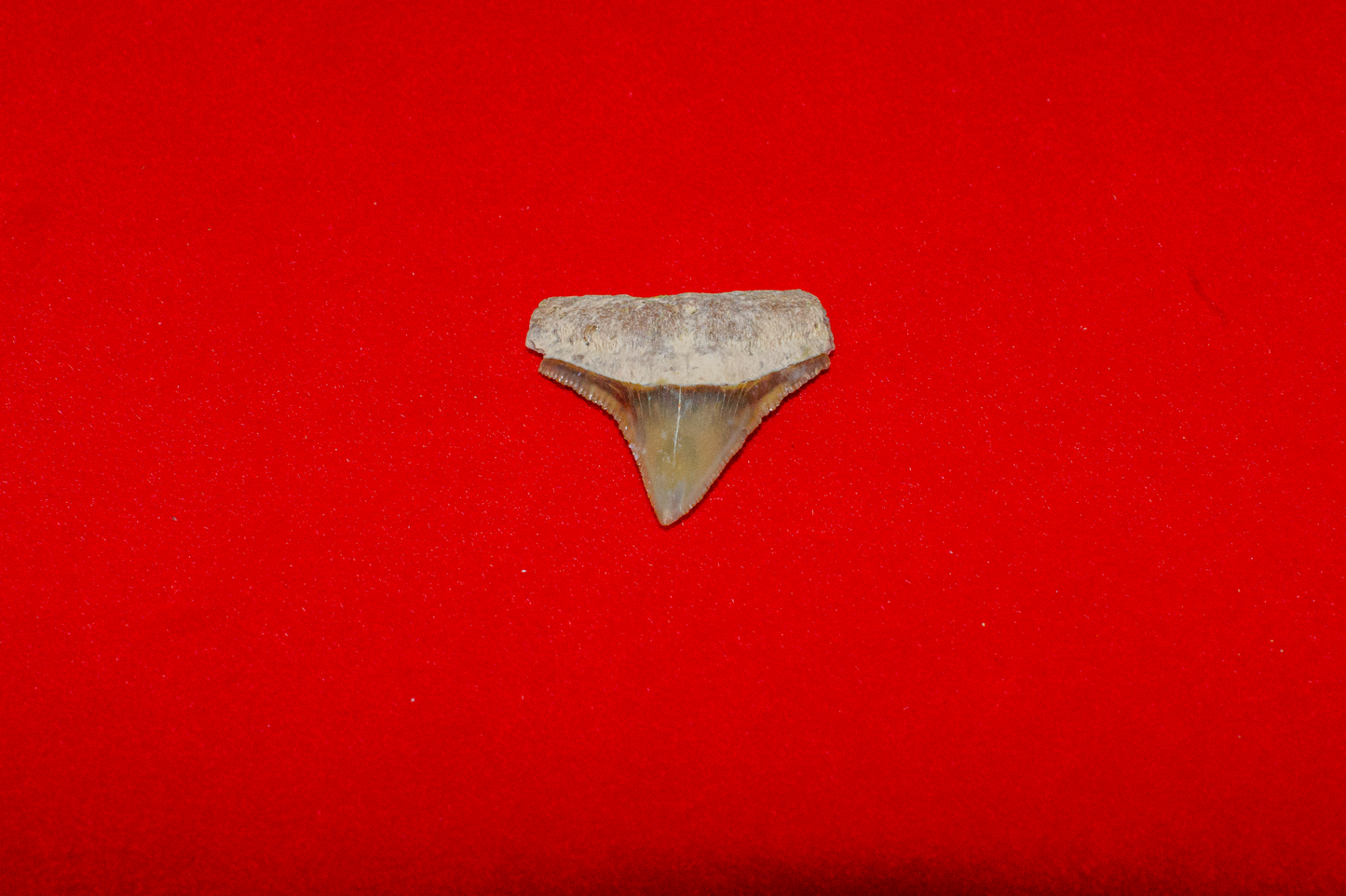 Bone Valley Florida Bull Shark - 0.8 Inches
