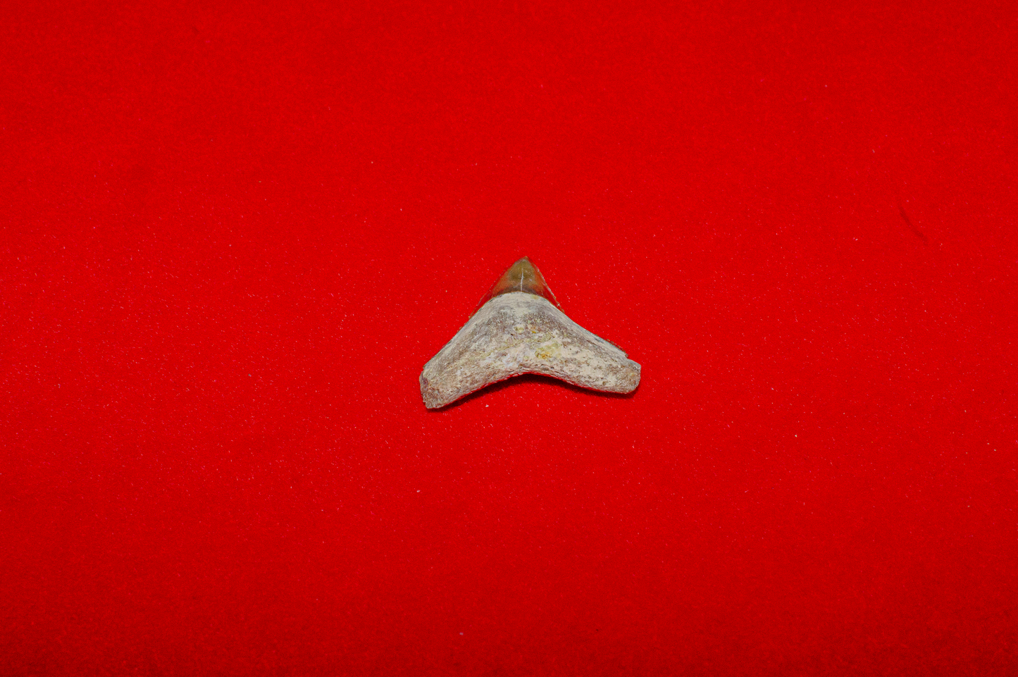 Bone Valley Florida Bull Shark - 0.8 Inches