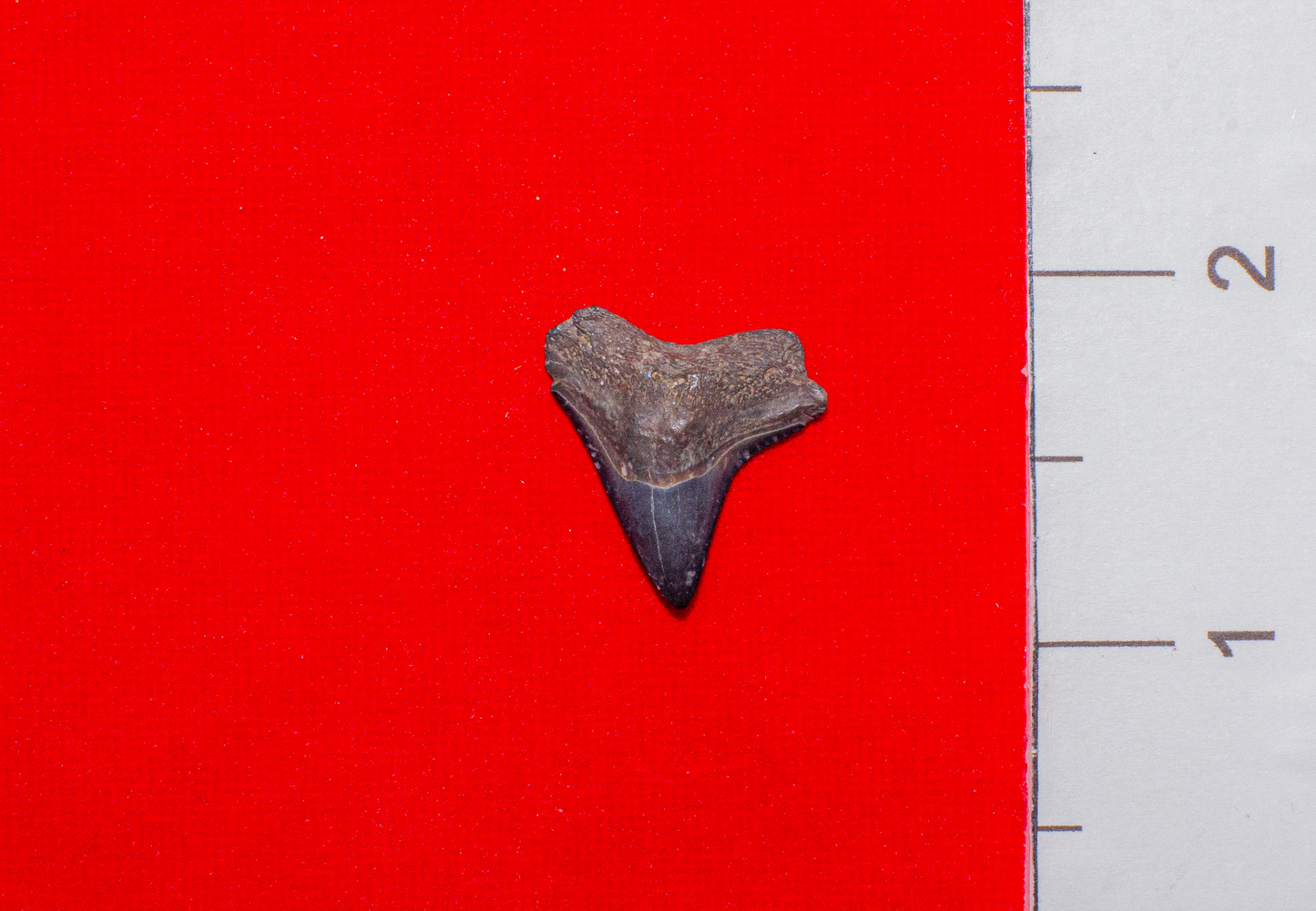 Peace River Bull Shark - 0.8 Inches
