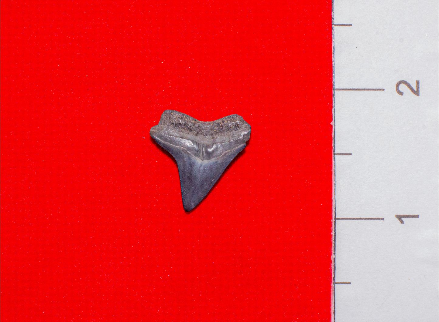 Peace River Bull Shark - 0.8 Inches
