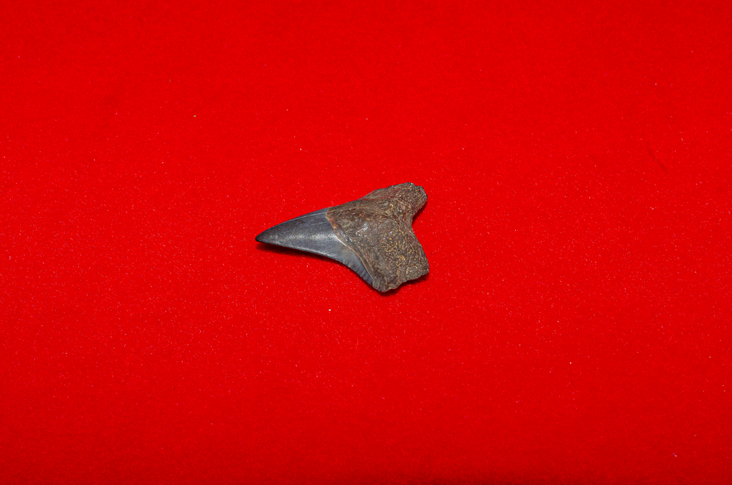 Peace River Bull Shark - 0.8 Inches