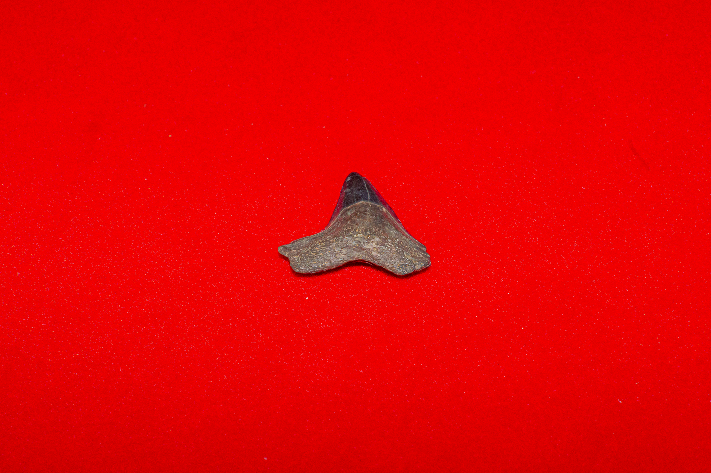 Peace River Bull Shark - 0.8 Inches