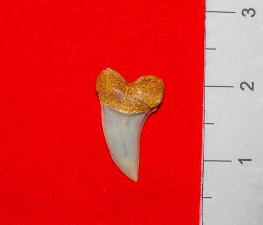 Bakersfield California Hastalis - 1.5 Inches