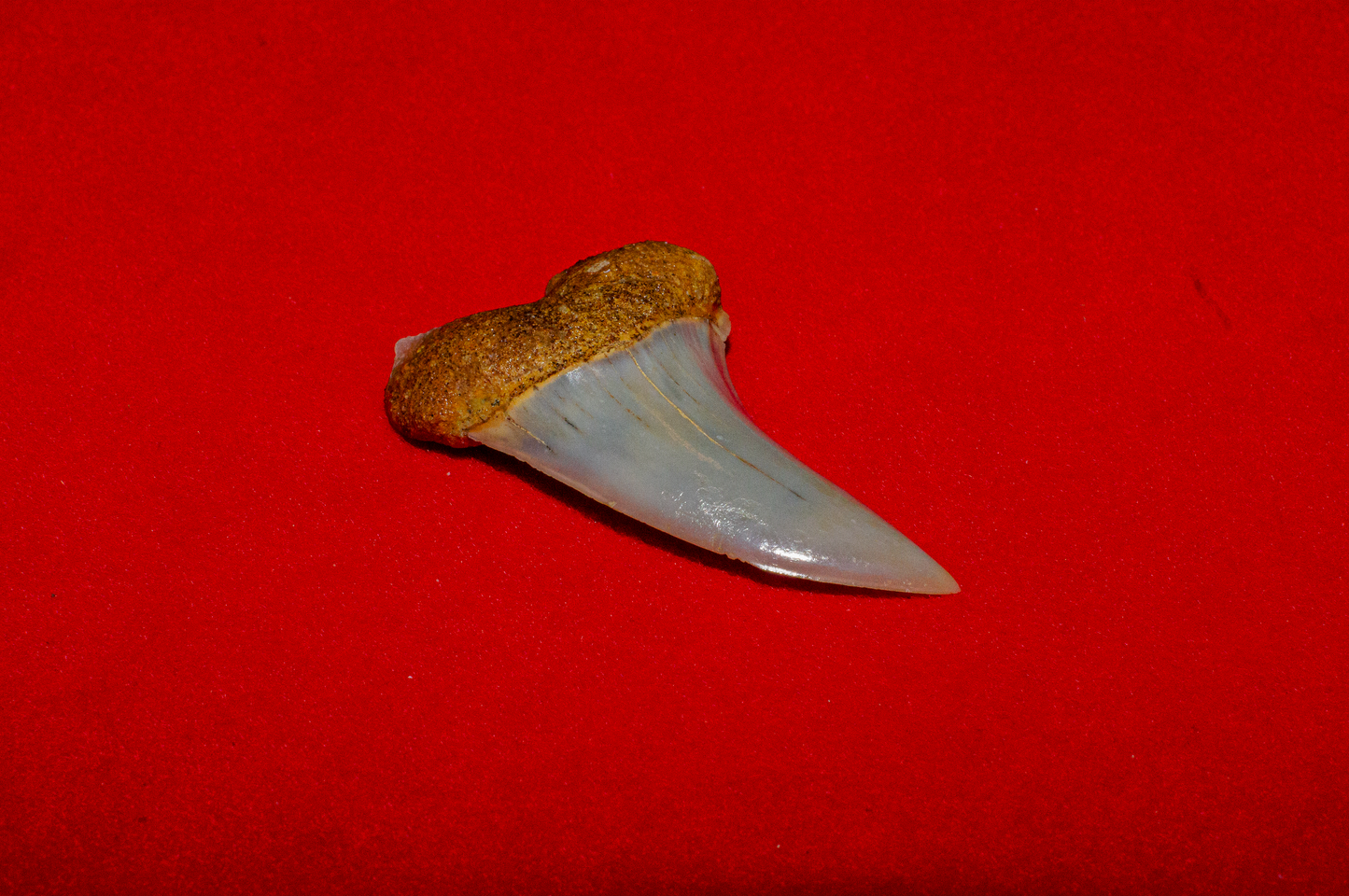Bakersfield California Hastalis - 1.5 Inches