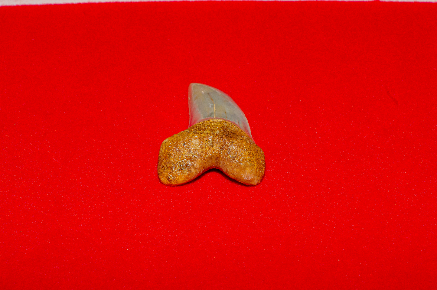 Bakersfield California Hastalis - 1.5 Inches