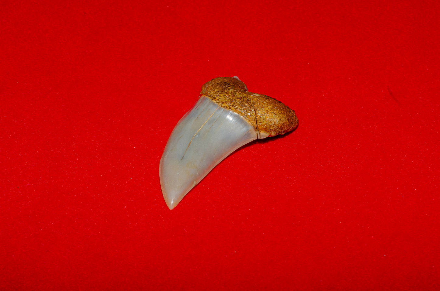 Bakersfield California Hastalis - 1.5 Inches