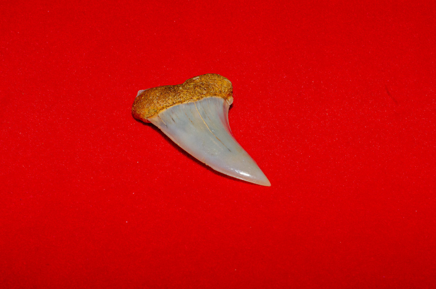 Bakersfield California Hastalis - 1.5 Inches