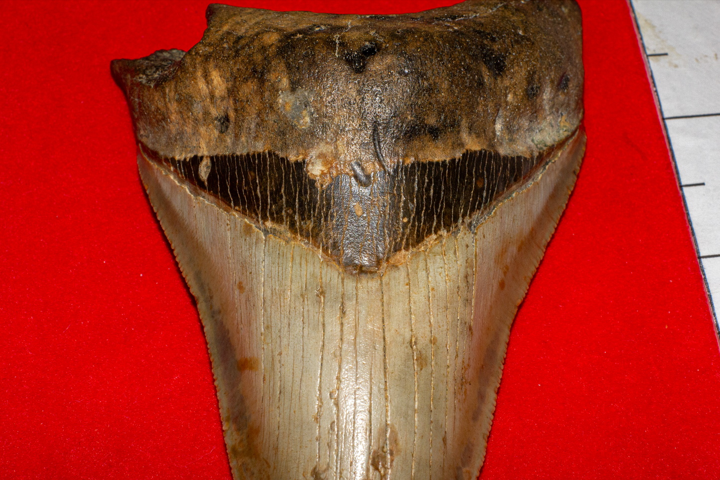 Large North Carolina Megalodon (Item #13)