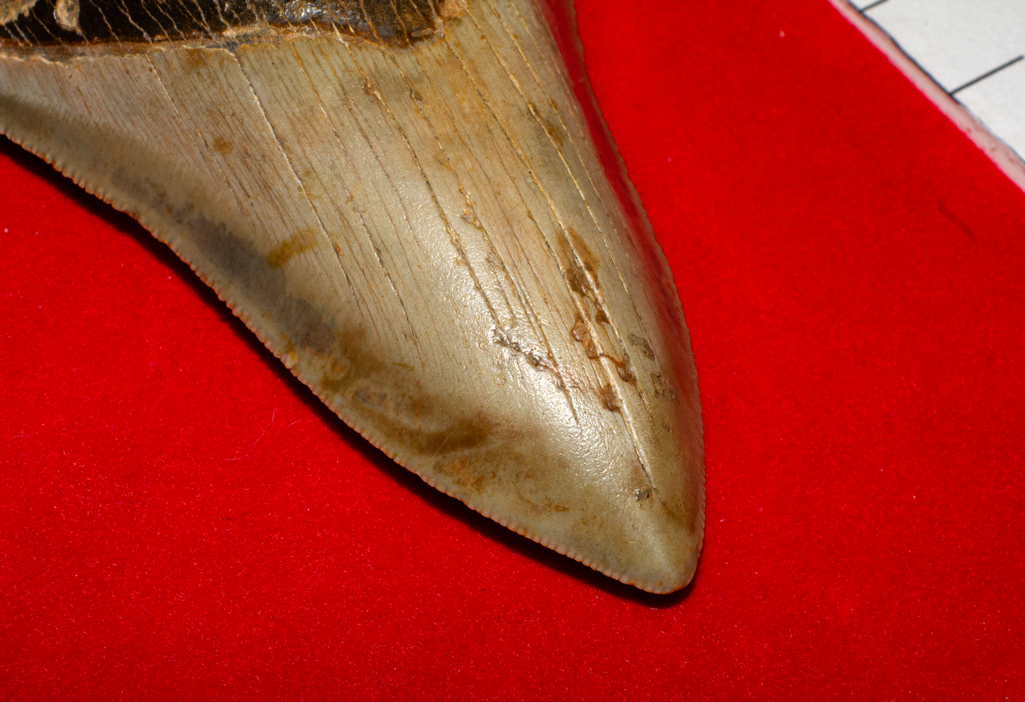 Large North Carolina Megalodon (Item #13)