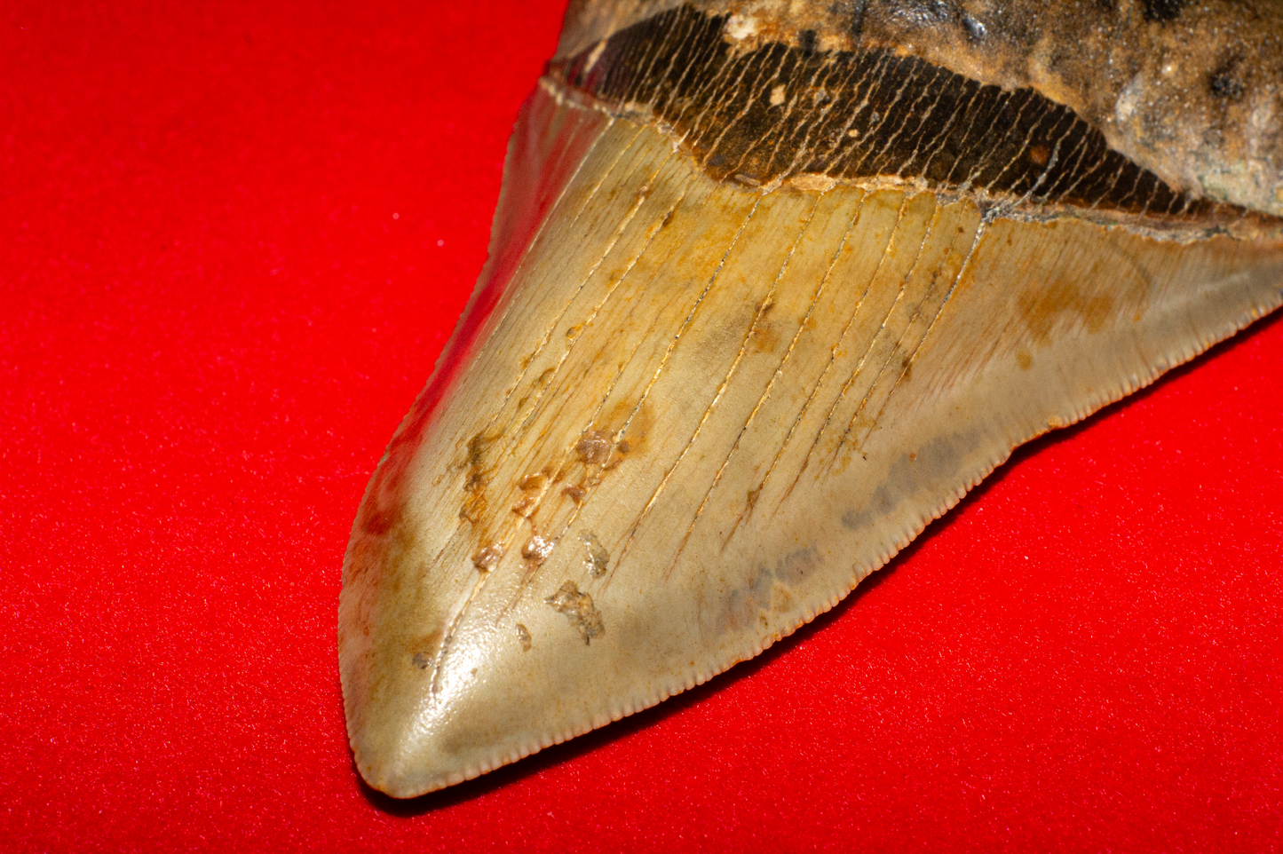 Large North Carolina Megalodon (Item #13)