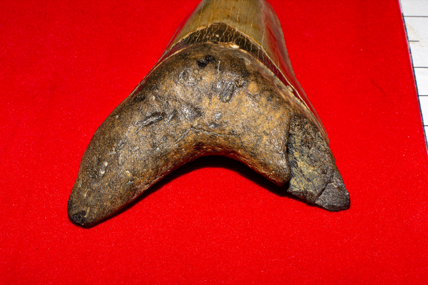 Large North Carolina Megalodon (Item #13)