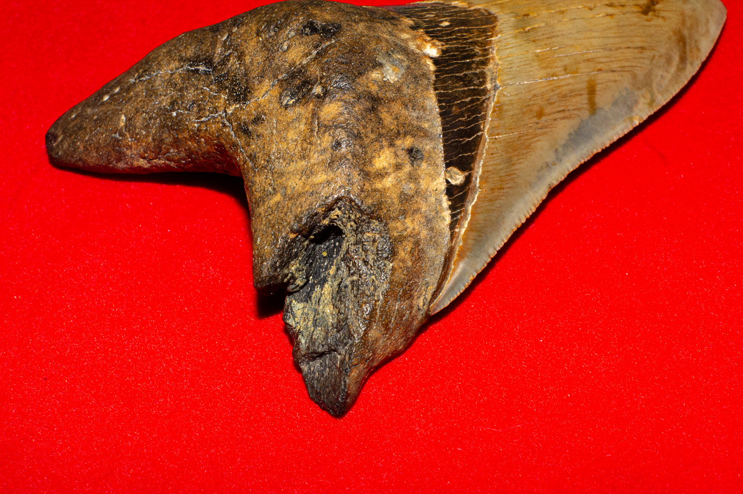 Large North Carolina Megalodon (Item #13)