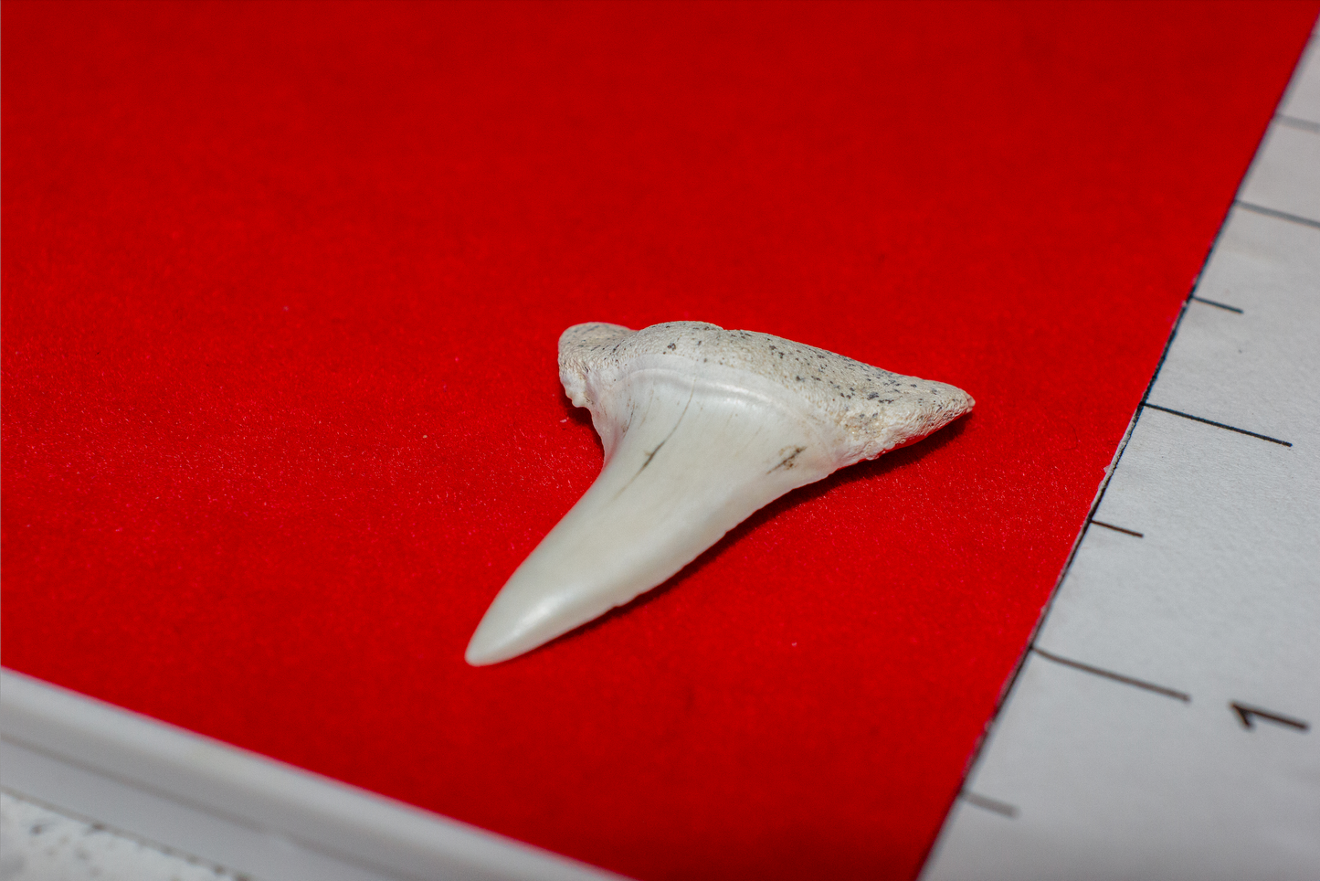 Summerville South Carolina Mako (Item #25)