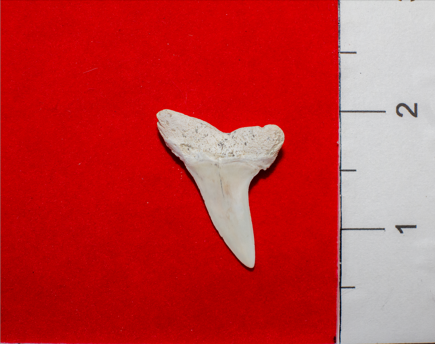 Summerville South Carolina Mako (Item #25)