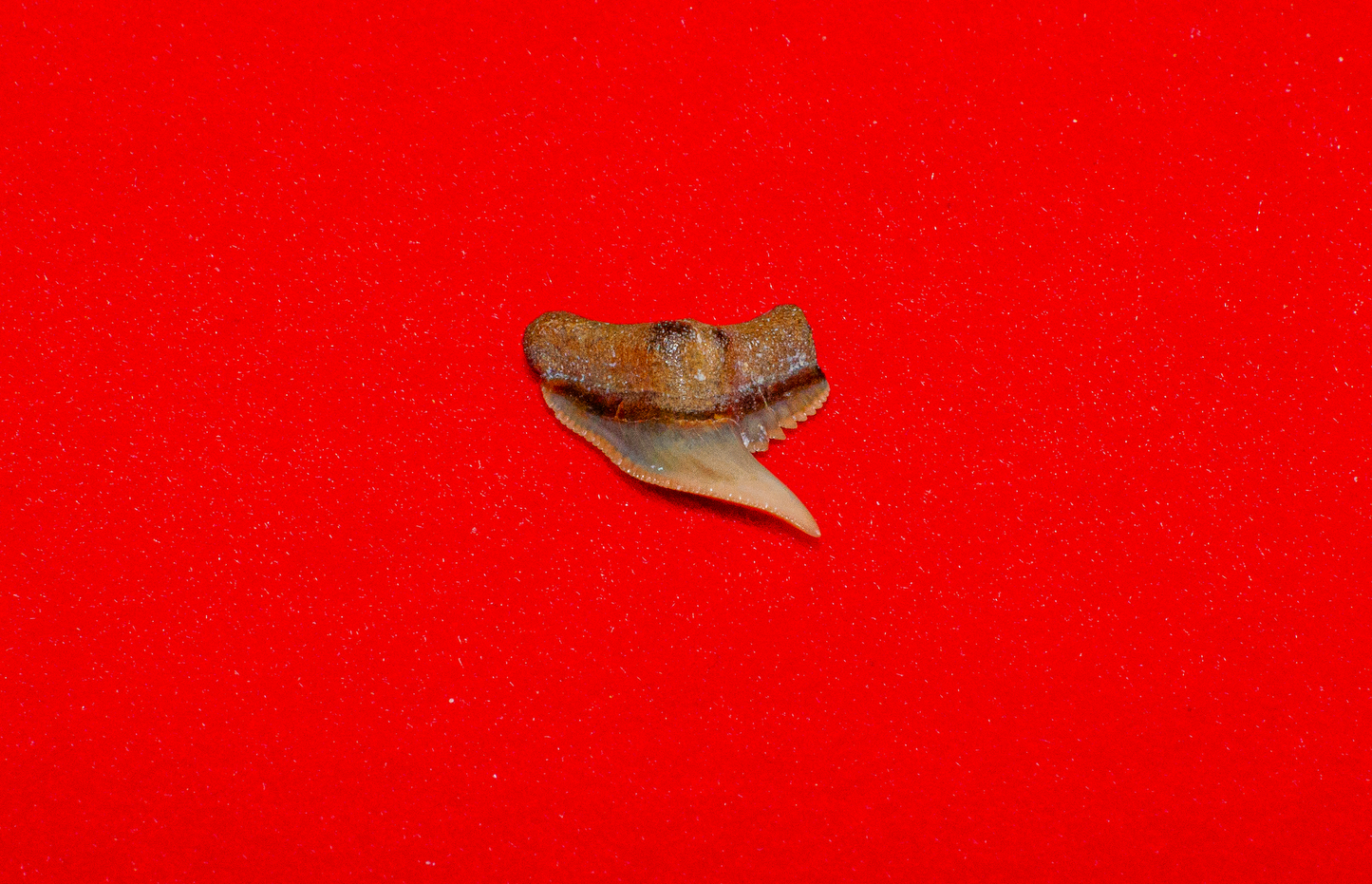 Bone Valley Florida Physogaleus - 0.6
