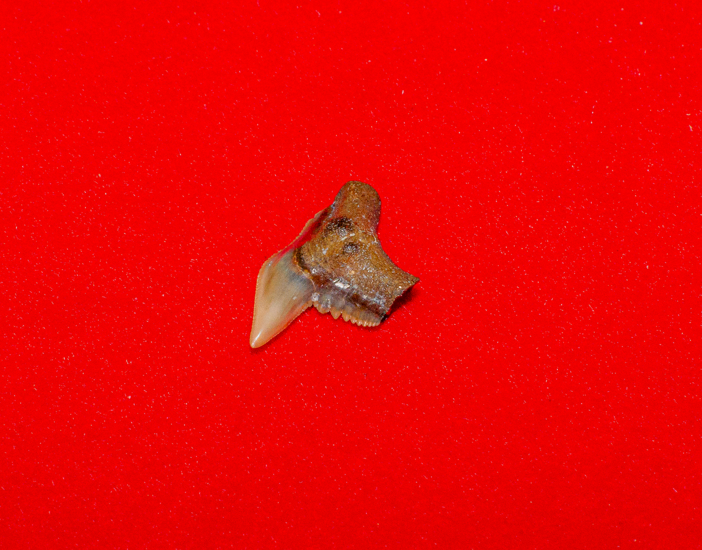 Bone Valley Florida Physogaleus - 0.6