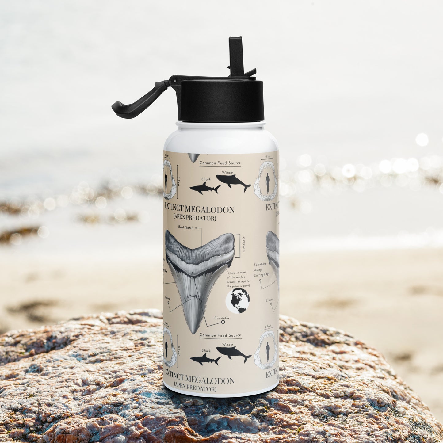 Megalodon Tooth Diagram Stainless steel water bottle (with a straw lid)